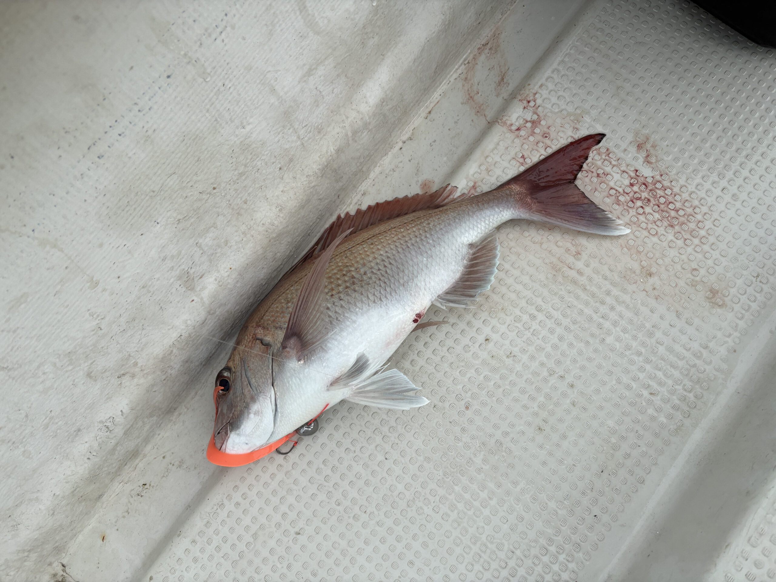 岡山沖タイラバ 真鯛釣果