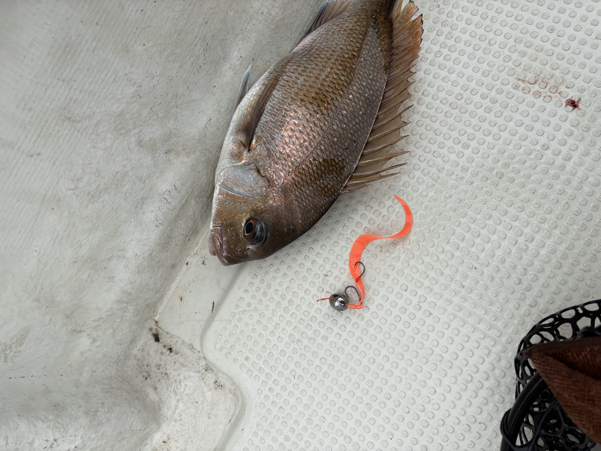 岡山沖タイラバ 真鯛釣果