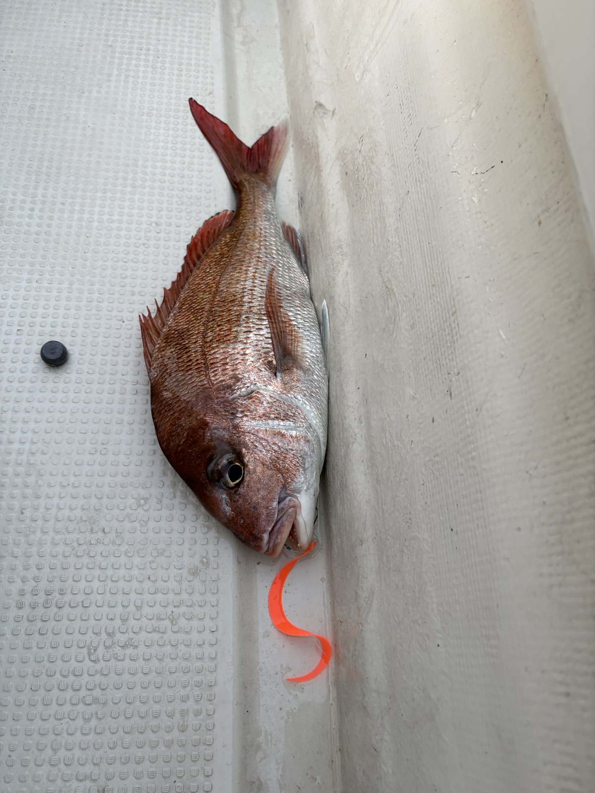 イグレイ Curly SHAで釣れた小型真鯛