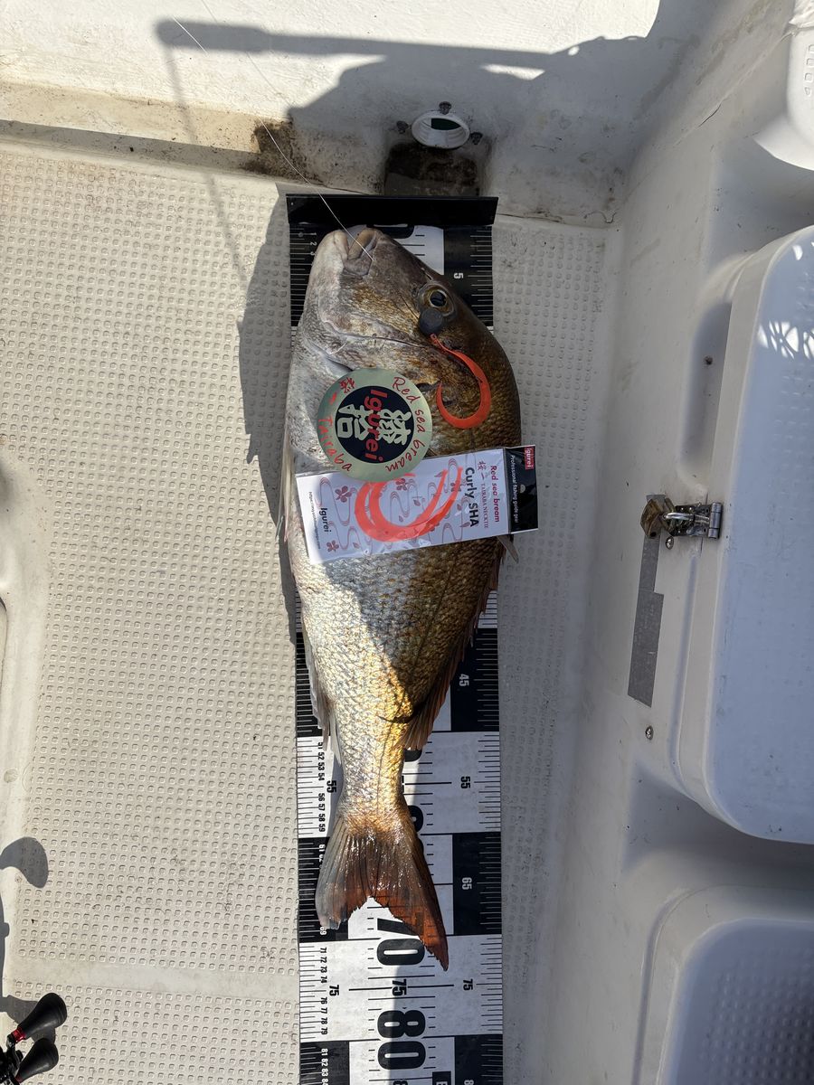 74cm真鯛とイグレイCurly SHAパッケージ