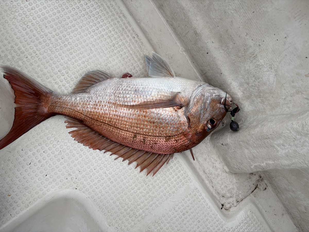 オオソの瀬で釣れた真鯛