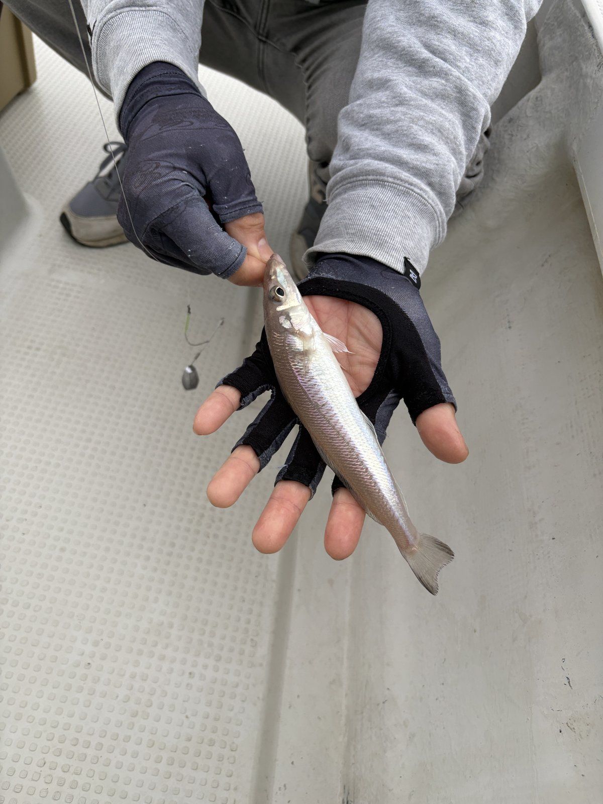 宇野沖で釣れた大型シロギス23cm