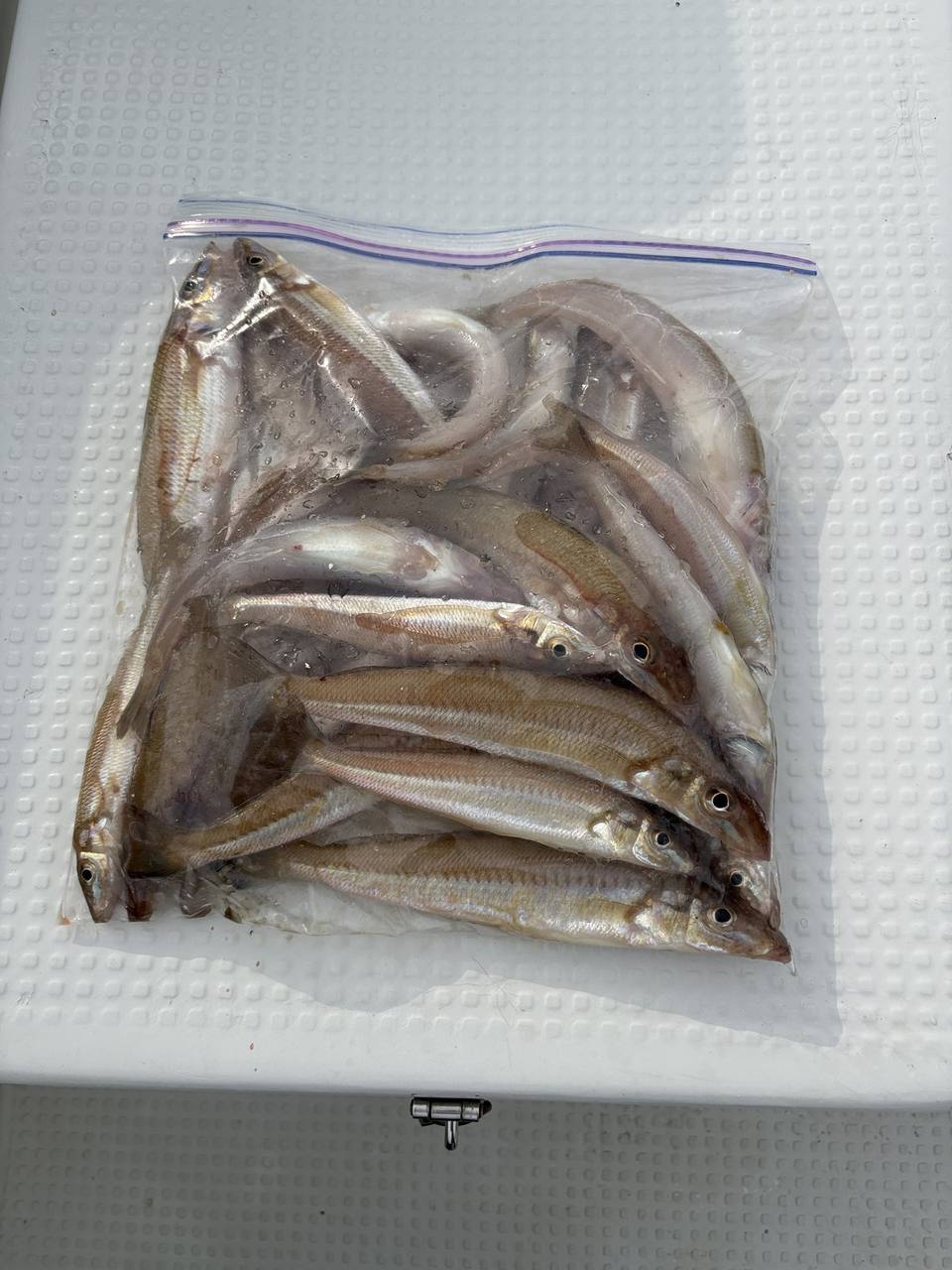 宇野沖マイボートキスの釣果。ジップロックに27〜28匹