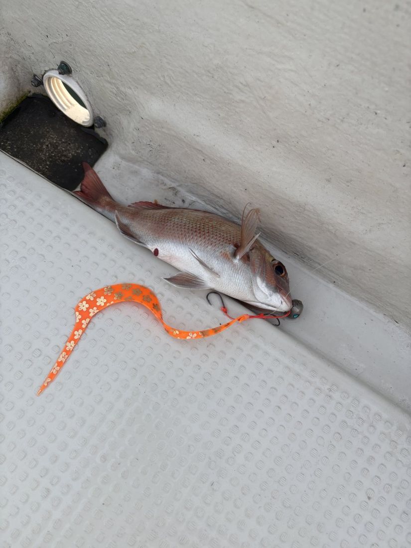 こちらもメガシングルカーリーで釣れた真鯛。大きいシルエットが口元に