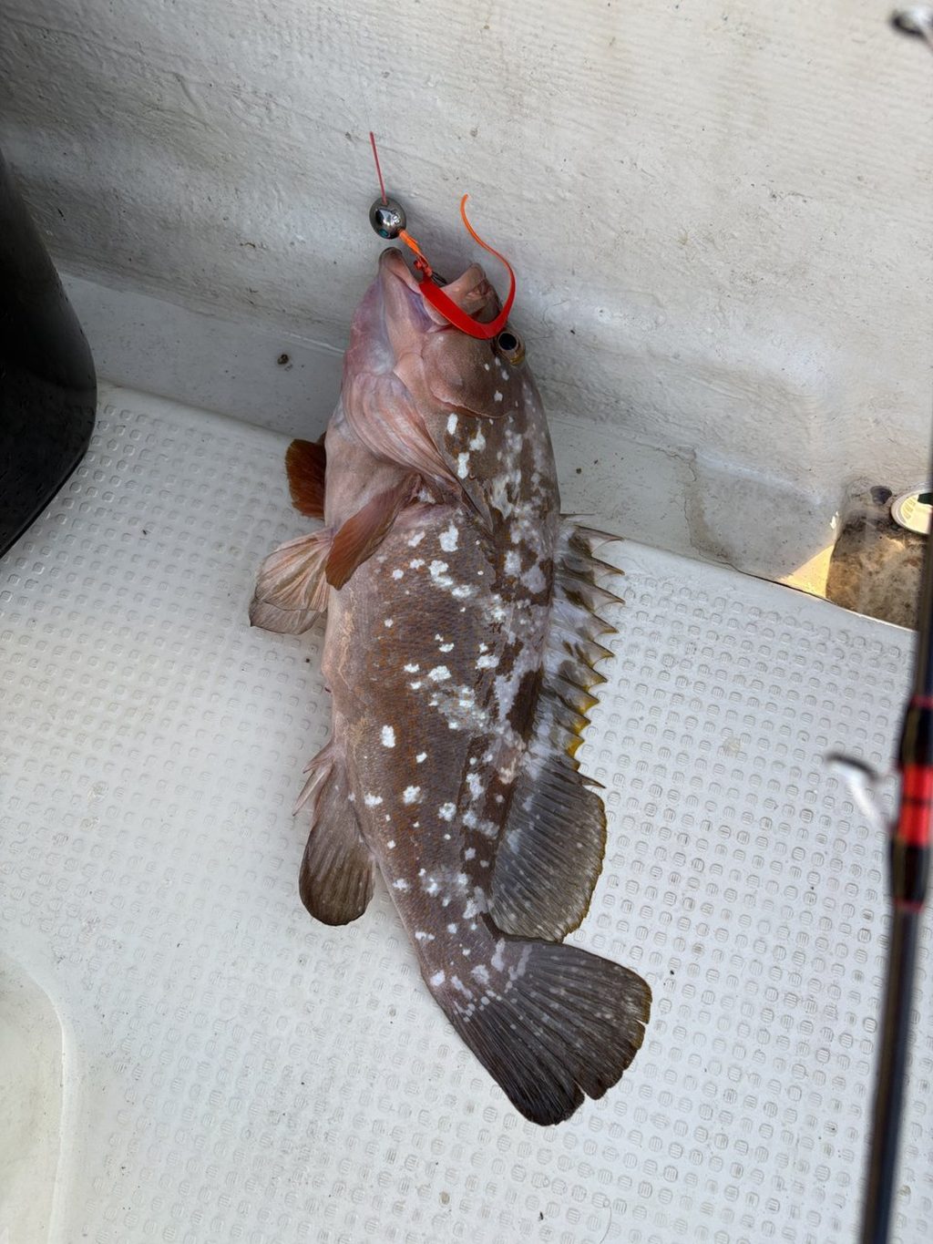 マグナムスリムで釣れたアコウ（キジハタ）。潮が動き出したタイミングでのヒット