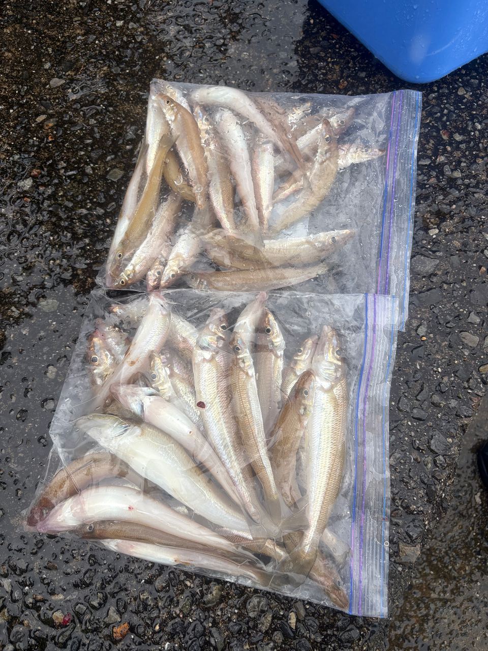 本日のキス釣果。塩焼きサイズも混じって袋がずっしり