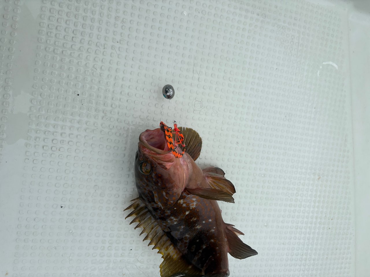 ゲストには根魚も。オレンジカーリーは根魚にも効きます