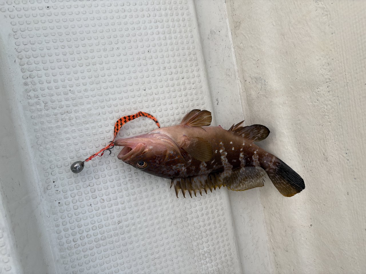 続いて底で食ってきたアコウ(キジハタ)。この魚が釣れると一気にうれしくなる