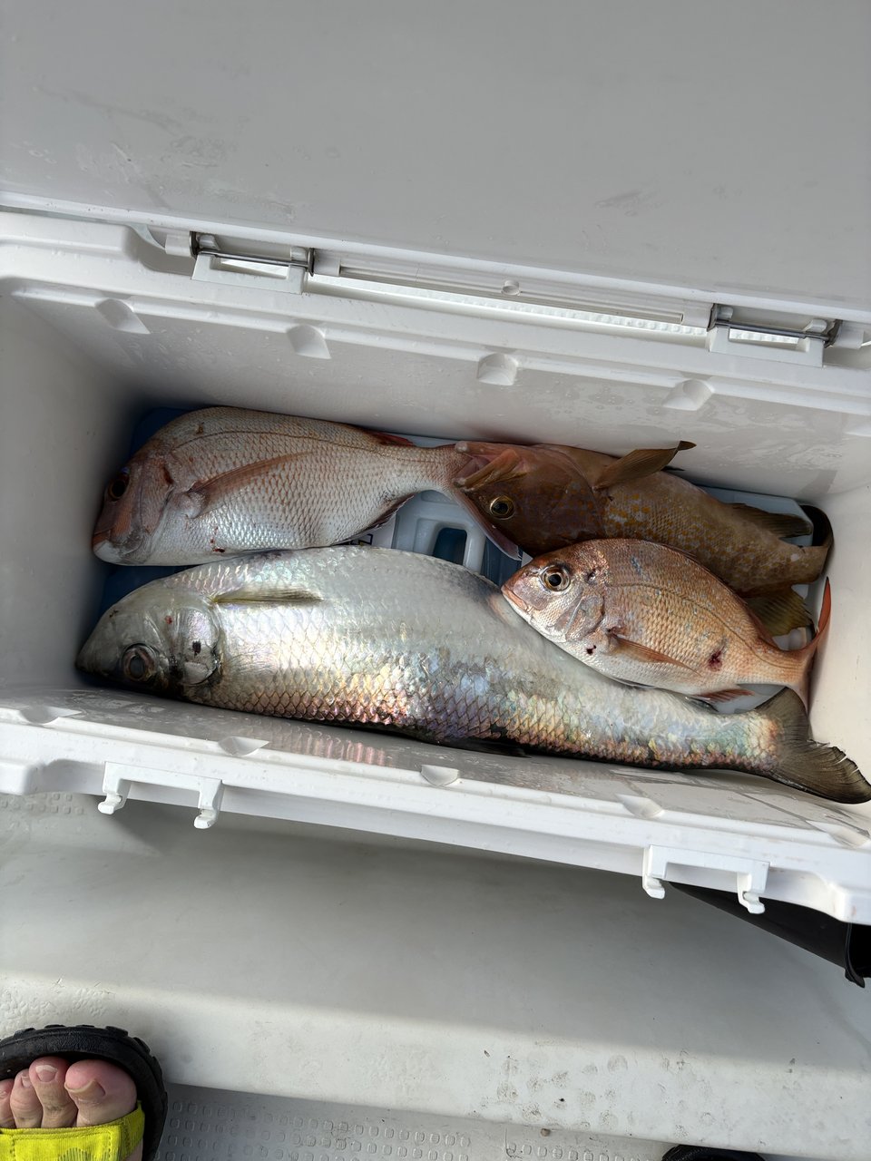 この日の釣果。真鯛2・クロダイ・アコウ・ヒラと朝マズメらしいにぎやかな内容に